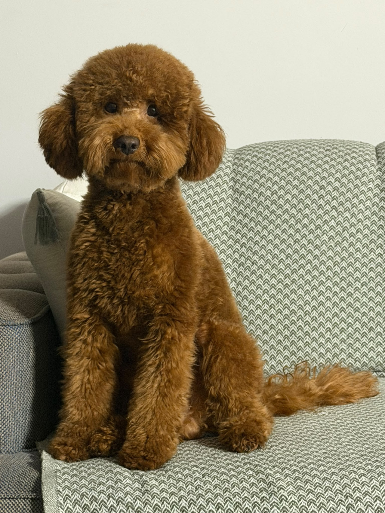 Miniature Poodle Oğlumuz Buddye eş arıyoruz. 4